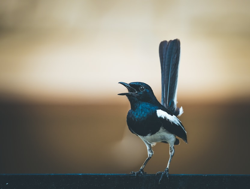 How to Attract Swifts Effectively