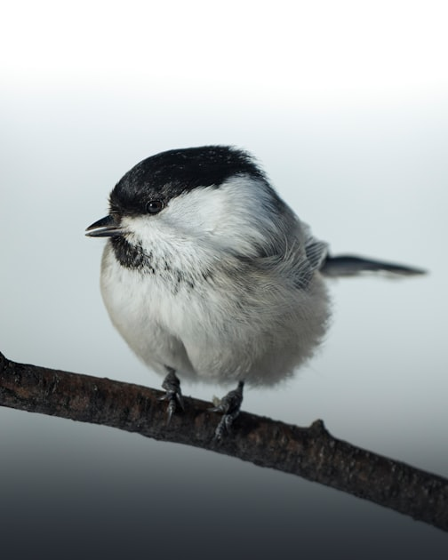 Benefits of Swift Nesting Boxes