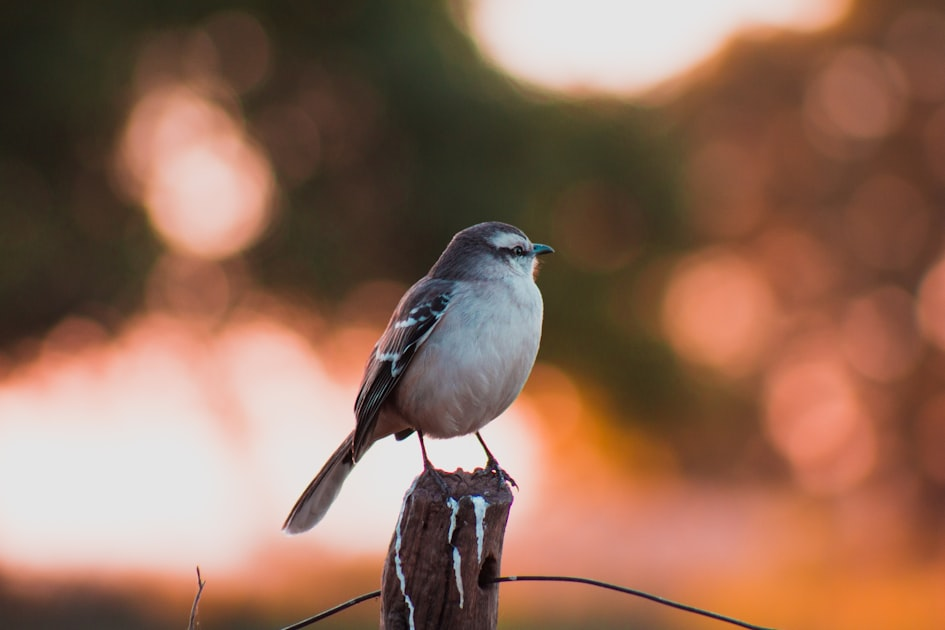 Choosing Bird Calling Devices