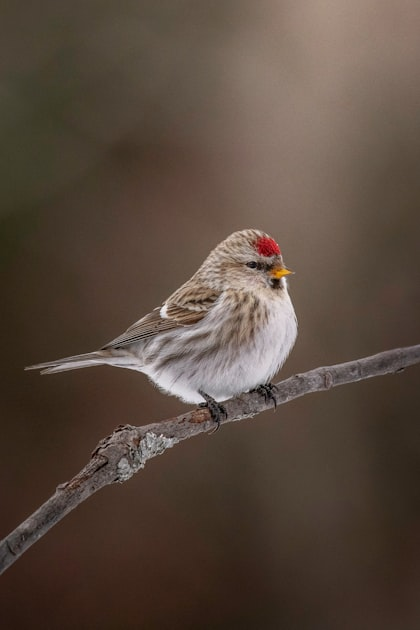 Swift Conservation Efforts