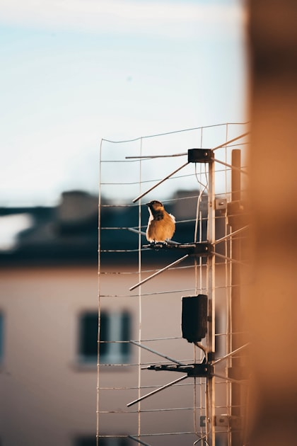 Wildlife Management with Swift Systems